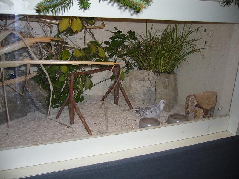 Ortsschau Langenberg 2008 260.jpg - Impressionen der Ortschau Langenberg 2008